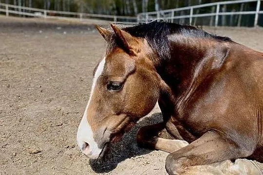 Sprzedam kuca gr.C rasy new forest pony, , Otomin