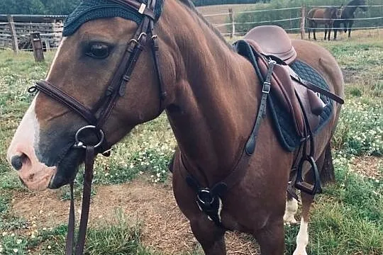 Sprzedam kuca gr.C rasy new forest pony, , Otomin