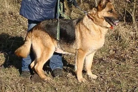 Azja - piękna owczarka do adopcji. Jej przytulisko zostanie niebawem zamknięte!,  dolnośląskie Wrocław