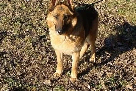 Azja - piękna owczarka do adopcji. Jej przytulisko