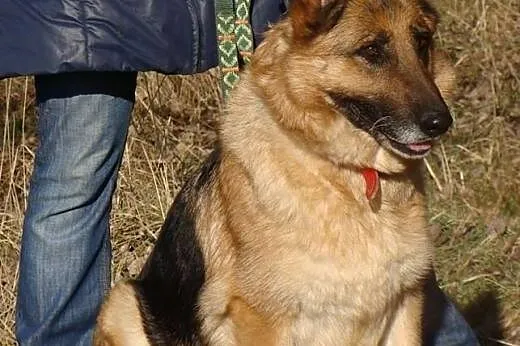 Azja - piękna owczarka do adopcji. Jej przytulisko