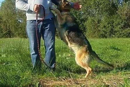 Azja - piękna owczarka do adopcji. Jej przytulisko