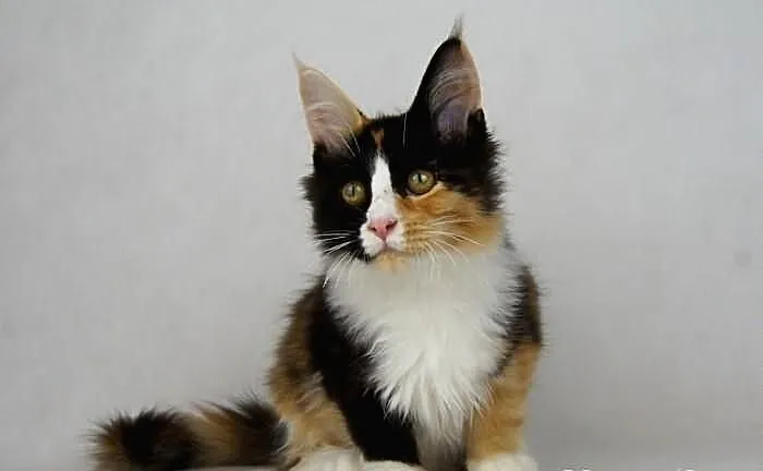 Kotka maine coon
