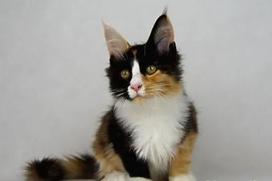 Kotka maine coon