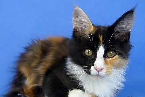 Kotka maine coon