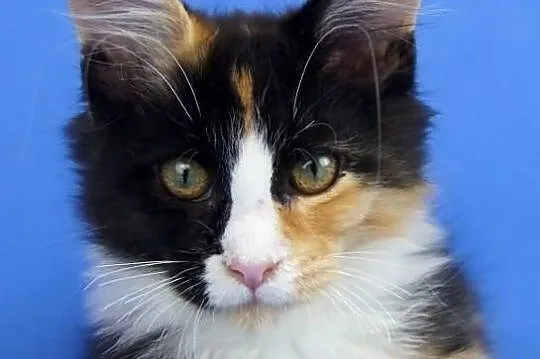 Kotka maine coon