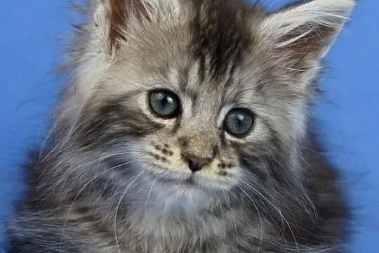 Kotka maine coon