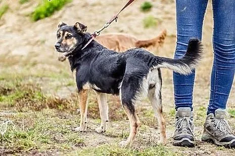 Aza - wesoła i pogodna sunia szuka domu.,  śląskie