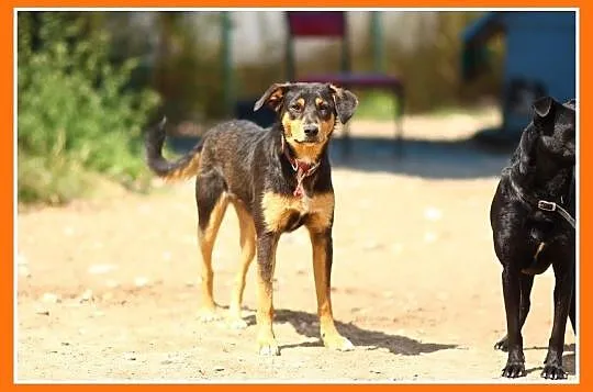 Średnia 12 kg suczka ANIA,delikatna,łagodna,grzeczna_Adopcja_