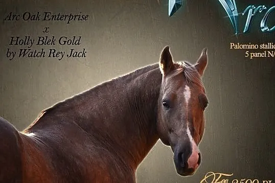 Goldenarc AQH, , 