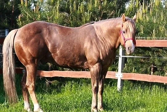 Goldenarc AQH, , 