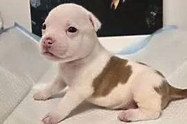 Śliczne szczenięta American Bully Pocket – zdrowe i socjalizowane