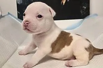 Śliczne szczenięta American Bully Pocket – zdrowe i socjalizowane