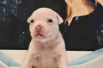 Śliczne szczenięta American Bully Pocket – zdrowe i socjalizowane, Pomorskie, Gdańsk