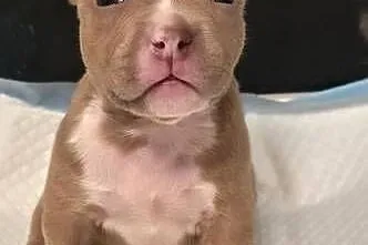 Śliczne szczenięta American Bully Pocket – zdrowe i socjalizowane, Pomorskie, Gdańsk