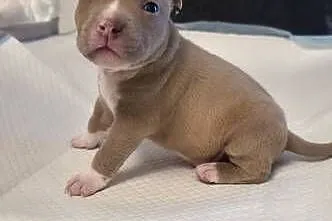 Śliczne szczenięta American Bully Pocket – zdrowe i socjalizowane, Pomorskie, Gdańsk