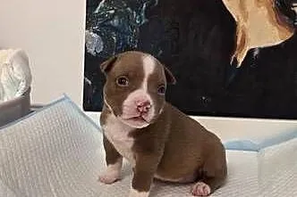 Śliczne szczenięta American Bully Pocket – zdrowe i socjalizowane, Pomorskie, Gdańsk