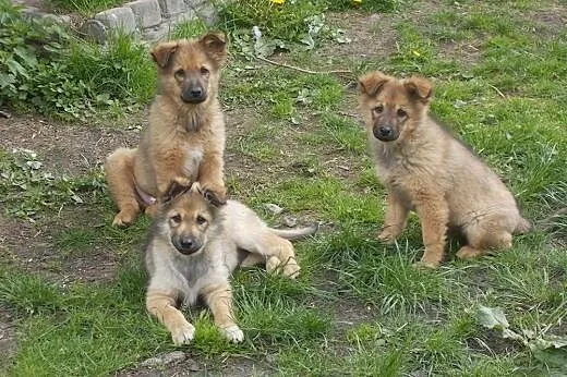 Trzy cudne szczeniaki szukają domów, Kundelki cała Polska