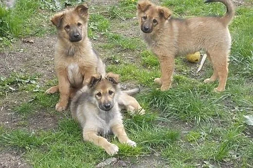 Trzy cudne szczeniaki szukają domów,  Kundelki cał