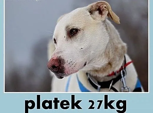 PŁATEK,26kg,mądry,łagodny,spokojny biały pies.ADOP