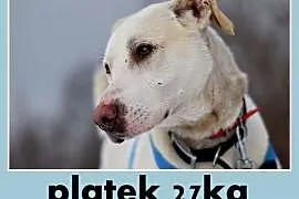 PŁATEK,26kg,mądry,łagodny,spokojny biały pies.ADOP, Kraków