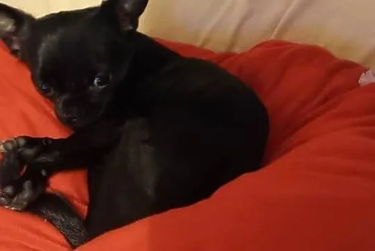 Piesek chihuahua