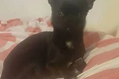 Piesek chihuahua, Kujawsko-pomorskie, Bydgoszcz