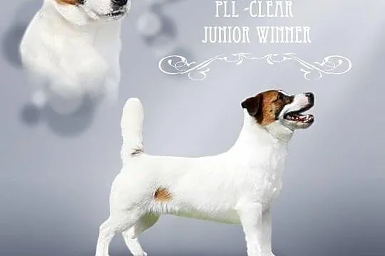 Jack Russell Terrier - REPRODUKTOR FCI gładkowłosy
