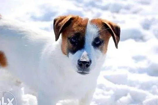 Jack Russell Terrier - REPRODUKTOR FCI gładkowłosy