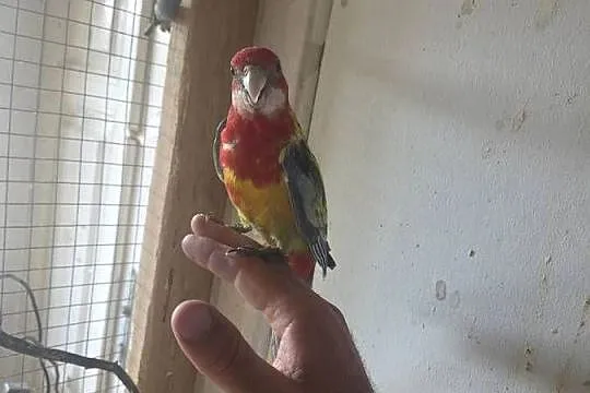 Papugi RK