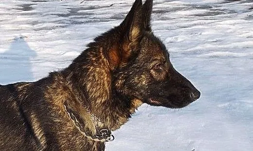 Rezolutna piękna Bella szuka domu!, warmińsko-maz