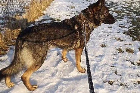 Rezolutna piękna Bella szuka domu!,  warmińsko-maz