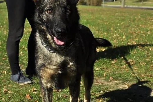 Rezolutna piękna Bella szuka domu!,  warmińsko-maz