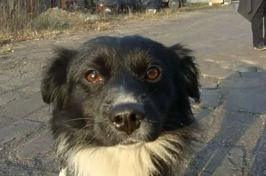Antek wyrzucony jak śmieć czeka na odpowiedzialny 