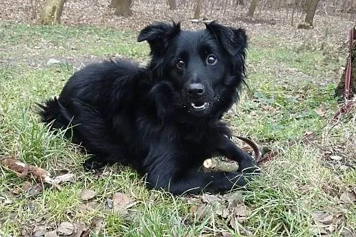 Borys-będę Twoim najlepszym przyjacielem,  śląskie