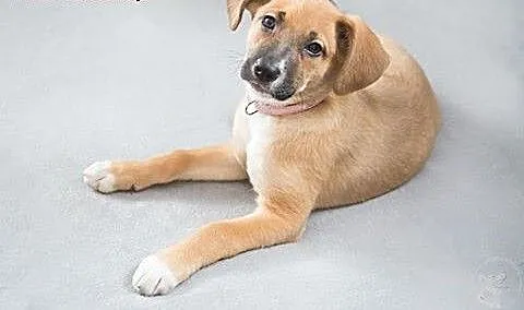 Szczeniak do adopcji, mazowieckie Warszawa