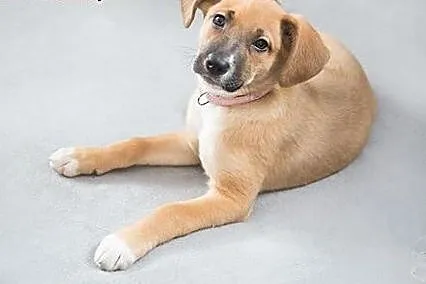 Szczeniak do adopcji,  mazowieckie Warszawa