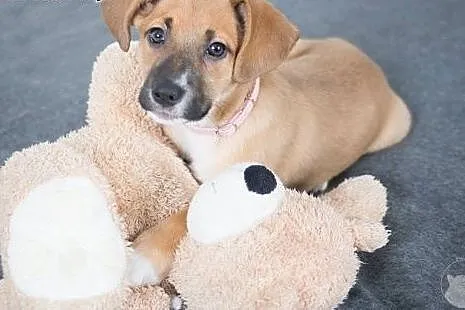 Szczeniak do adopcji,  mazowieckie Warszawa