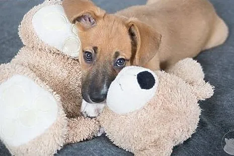 Szczeniak do adopcji,  mazowieckie Warszawa
