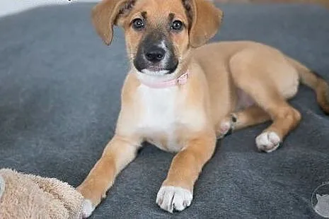 Szczeniak do adopcji,  mazowieckie Warszawa