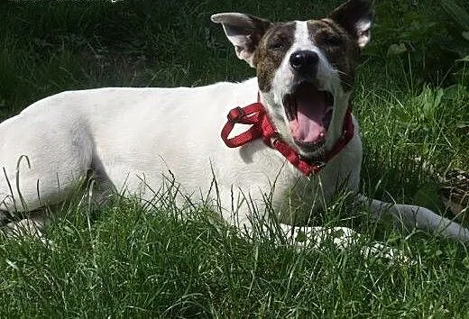 Świętokrzyskie, znaleziono przyjazną sunię! ADOPCJ