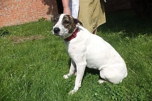 Świętokrzyskie, znaleziono przyjazną sunię! ADOPCJ