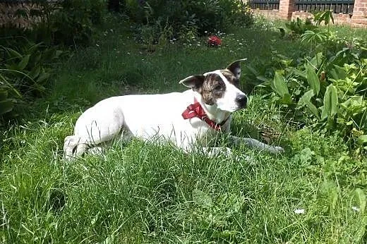 Świętokrzyskie, znaleziono przyjazną sunię! ADOPCJ