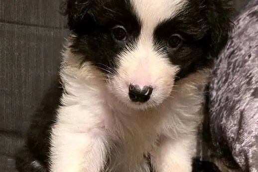 Frea,sunia Border Collie, Łódzkie, Łódź