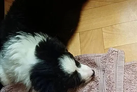 Frea,sunia Border Collie, Łódzkie, Łódź