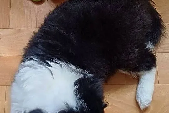Frea,sunia Border Collie, Łódzkie, Łódź