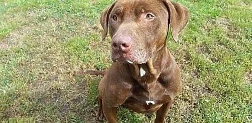 Wyjątkowy mix pitbulla Denar do adopcji, dolnoślą