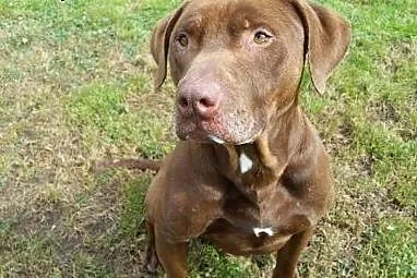 Wyjątkowy mix pitbulla Denar do adopcji,  dolnoślą
