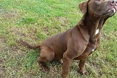 Wyjątkowy mix pitbulla Denar do adopcji,  dolnoślą