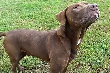 Wyjątkowy mix pitbulla Denar do adopcji,  dolnoślą
